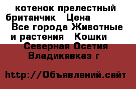 котенок прелестный британчик › Цена ­ 12 000 - Все города Животные и растения » Кошки   . Северная Осетия,Владикавказ г.